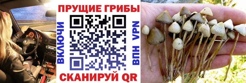 Галлюциногенные грибы Psilocybe купить закладку Закаменск